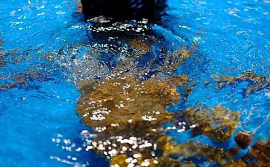 生鲜电商“倒闭潮”:我厨暂停服务 安鲜达被曝裁员