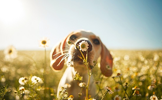 营销策略解析：papi酱、李子柒等网红的背后究竟隐藏着什么？