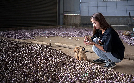 又是一年毕业季，这位97年的大理姑娘返乡卖大蒜，一天卖出50吨