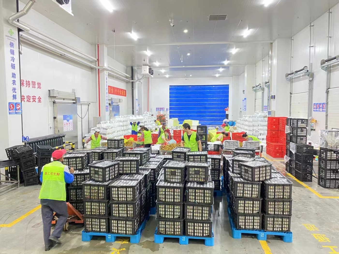 助力“百千万工程” 广东荔枝坐稳拼多多618百补农货C位